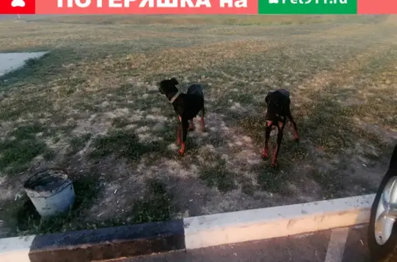 Найдена собака похожая на гончих в Березовской, Краснодарский край