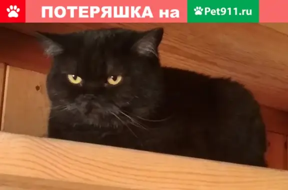 Кошки потеряшки, Новосибирск, фото: Потеряшка черная британка на ул. Красная рябина 198