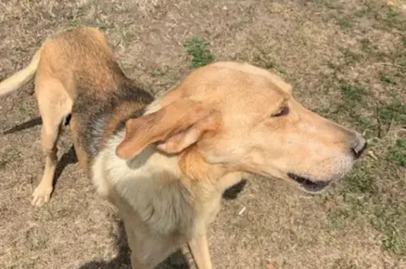 Найдена собака в Нефедьево, Ясногорский район, Тульская область