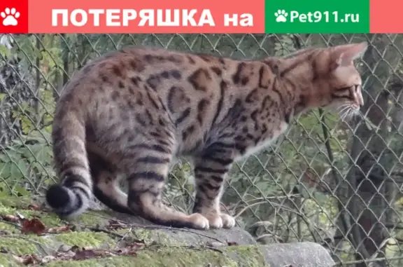 Кошки потеряшки, Ярославль, фото: Потеряшка кошка породы бенгал в Садоводчестве 