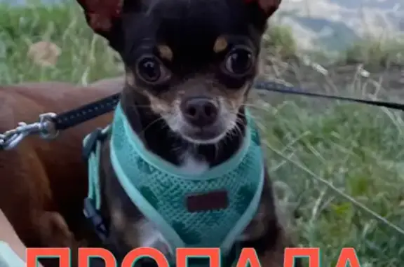 Собаки потеряшки, Москва, фото: Потеряшка собака Чухуахуа на ул. Мичурина, Москва