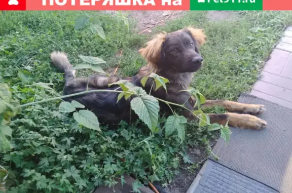 Найдена собака на даче СНТ ЯБЛОНЬКА