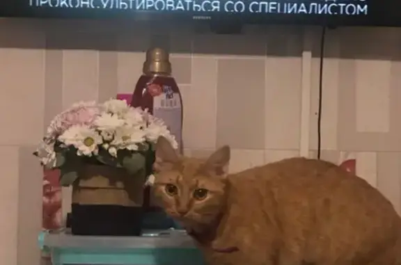 Кошки потеряшки, Санино, фото: Потеряшка кошка Бетти в СНТ 