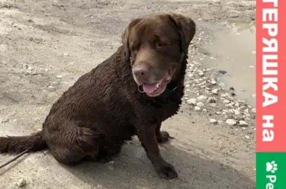 Собака найдена у озера в Чуприяново, Владимирская область (с фото ошейника)