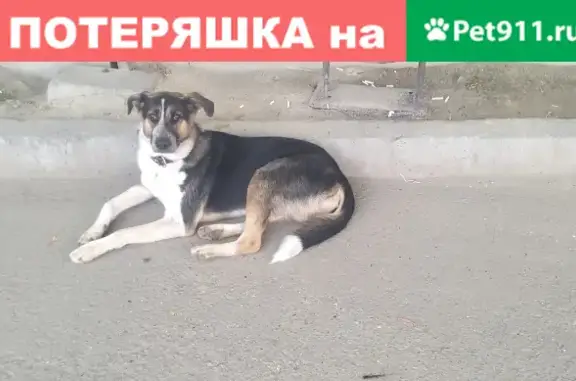 Найдена собака на ул. Стрелочников, 41