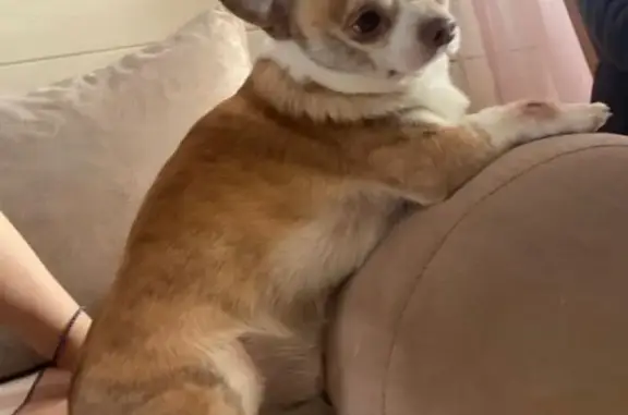 Собаки потеряшки, Тверь, фото: Потеряшка собака Рокки, ул. Можайского 71, Тверь