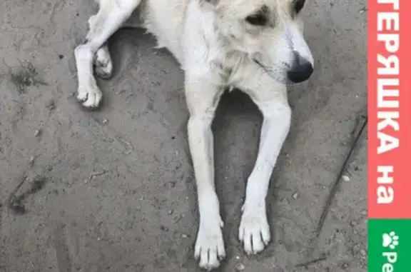 Собака похожа на алабая, найдена в Краснооктябрьском районе