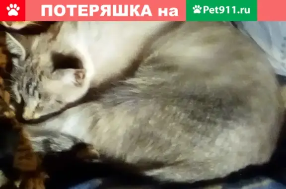 Пропала кошка Лара на Голубинской улице, ЮЗАО Москвы.