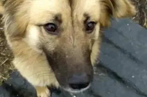 Пропала собака Мальчик на Физкультурной улице в Элисте