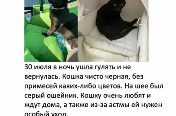 Пропала чёрная кошка в Звенигороде, вознаграждение