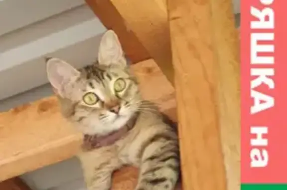 Кошки потеряшки, Барановка, фото: Потеряшка кошка Буся в с. Барановка, Краснодарский край