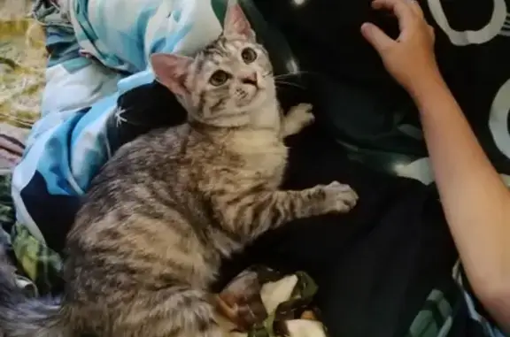 Кошки потеряшки, Новосибирск, фото: Потеряшка кошка в Ленинском районе, Новосибирск.