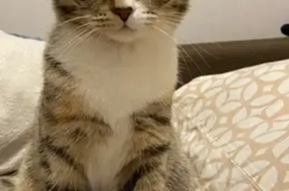 Кошки потеряшки, Санкт-Петербург, фото: Потеряшка кошка в Токсово, Садовая аллея 5