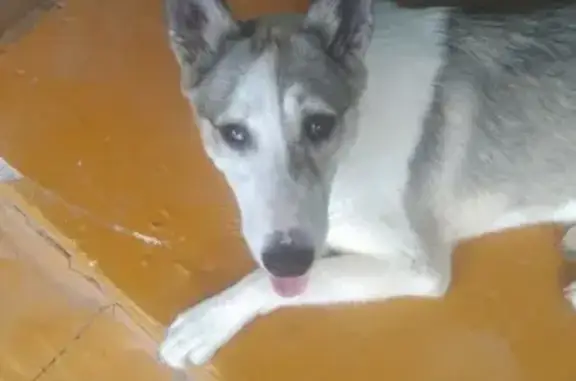 Найдена собака на Приволжской улице, Казань