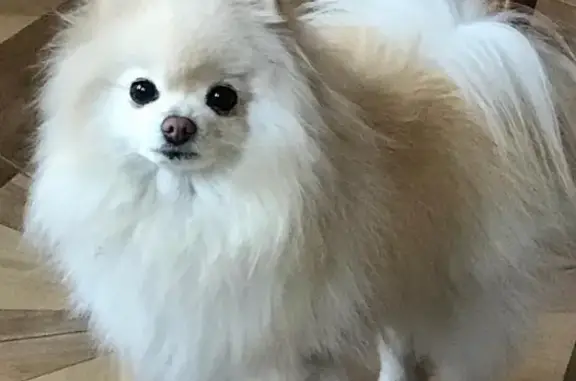 Потерянные животные Ростов-на-Дону, фото: Пропала собака в Ростове, Район пер. Рекордный 4, шпиц 8 лет, белая с кремовой спинкой, клеймо смазано.