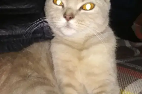 Найден шотландский кот в Дедовске, ищем хозяев