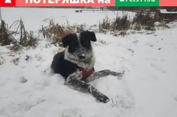 Собаки потеряшки, , фото: Потеряшка собака Рокки в Ряжском районе, с. Петрово