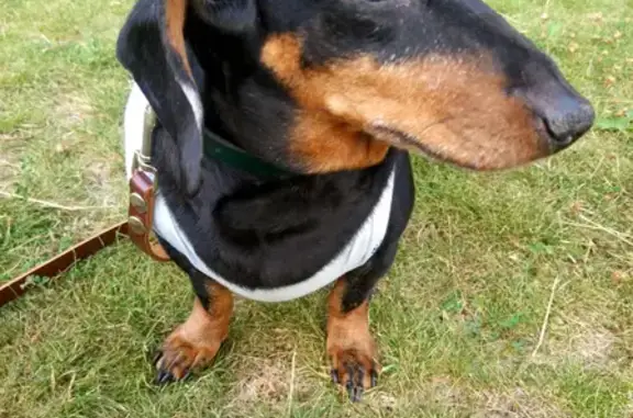 Найдена собака, Новосибирск, фото: Найдена такса девочка с белыми отметинами в районе Матвеевка, Новосибирск