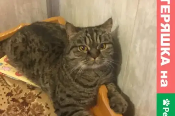 Найдена британская кошка в Ярославле на улице Нефтяников