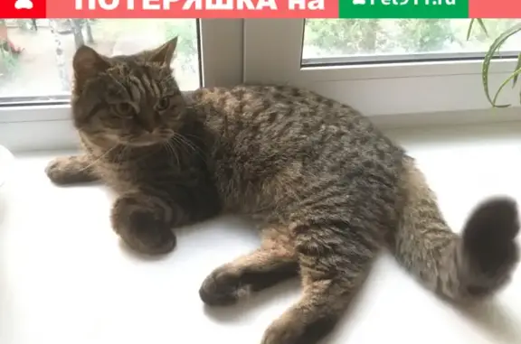 Найдена британская кошка в Ярославле, 17 к2 ул. Большие Полянки
