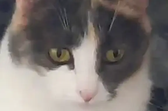 Кошки потеряшки, Санкт-Петербург, фото: Потеряшка кошка в дер. Березье, Волховский район, ЛО.