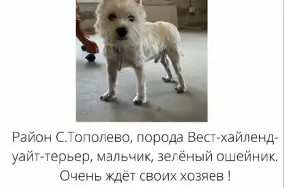Найдена собака в Тополево: вест-хайленд-уайт-терьер, белый, мальчик с зелёным ошейником (адрес: 46, Гаражная улица)