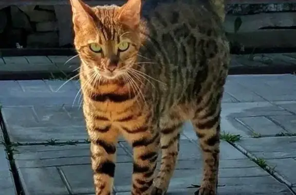 Кошки потеряшки, Орудьево, фото: Потеряшка кошка Миса из СНТ 