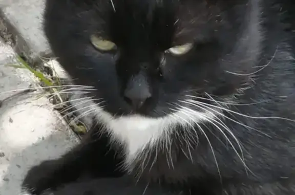 Найден молодой котик в Орехово-Зуевском районе