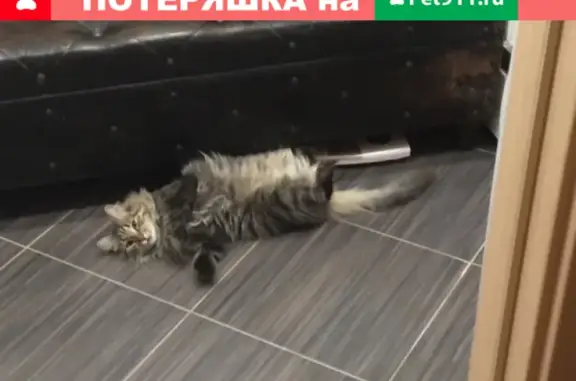 Кошки потеряшки, Красносельское, фото: Потеряшка пушистая кошка в СНТ Редан, Красносельское сельское поселение, Ленинградская область.