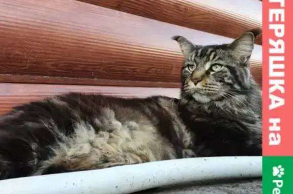 Пропал кот мейн-кун в Калягино, нужно постоянное лечение.