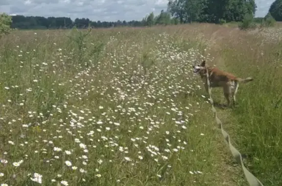 Собаки потеряшки, Киров, фото: Потеряшка собака Кузя, район Киров, 3 августа