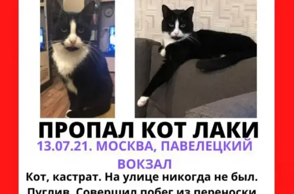 Пропала кошка на Павелецком вокзале, помогите!