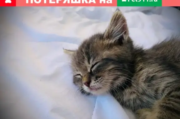 Найден маленький котенок в Арбеково