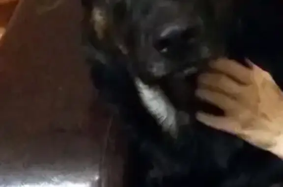 Потерянные животные Москва, фото: Пропала собака, вознаграждение 50 000 рублей