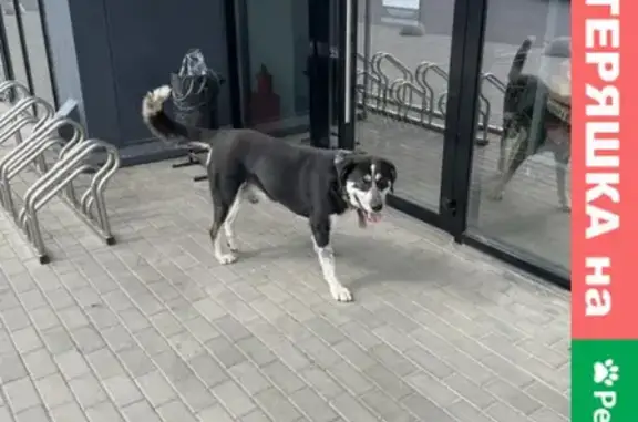 Найдена домашняя собака с ошейником в Павлово Подворье, Новая Рига.