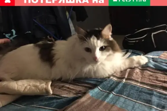 Пропала кошка Мики на Советской улице, Воскресенск.