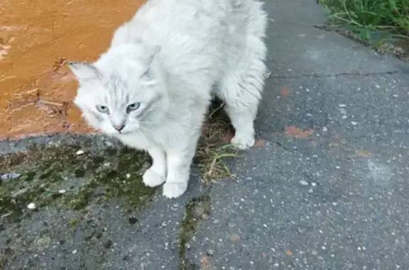 Найден кот на улице Шубиных в Иваново