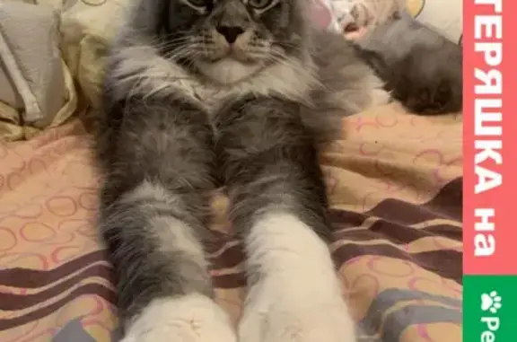 Кошки потеряшки, Санкт-Петербург, фото: Потеряшка кошка в Яльгелево, ищем кота породы Мейнкун, зовут Скай