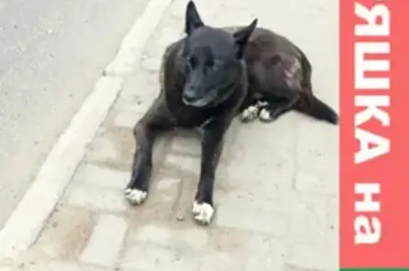Найдена собака на остановке в Бассейне, г. Томск