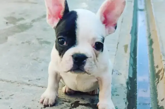 Собаки потеряшки, Нижневартовск, фото: Потеряшка собака на РЭБ Флота, Нижневартовск (адрес: улица 2П-2)