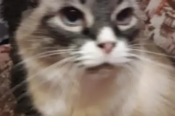 Объявления о пропавших и найденных животных, Пушкин, фото: Пропала кошка на улице Хазова, Пушкин