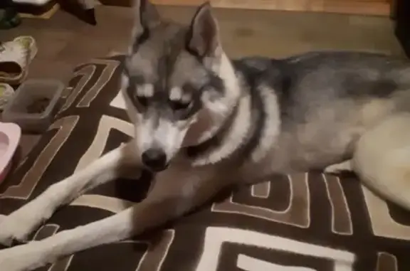 Найдена собака, Митяево, фото: Найдена собака Хаски в Московской области