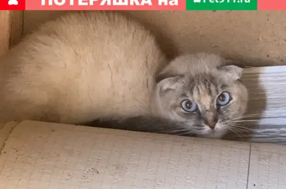 Найдена кошка в Крутицах, Калужская область