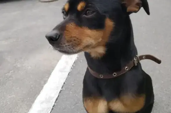 Собака найдена возле дома на Гагарина 24.