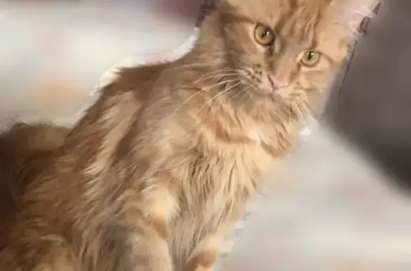Пропала рыжая кошка на ул. Мира, 25 в Железногорске