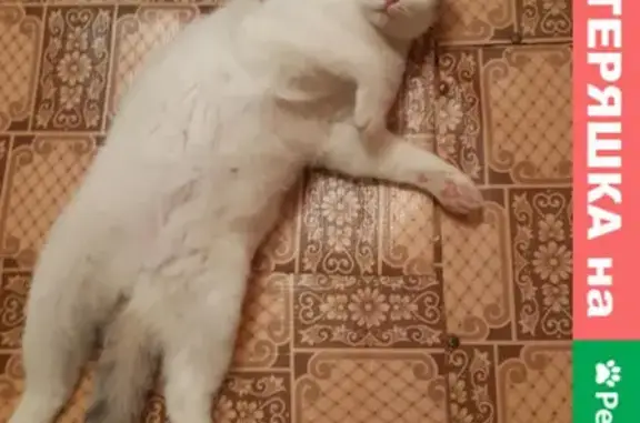 Потерянные животные Уфа, фото: Пропал котенок на ул. Свердлова, г. Уфа, Россия