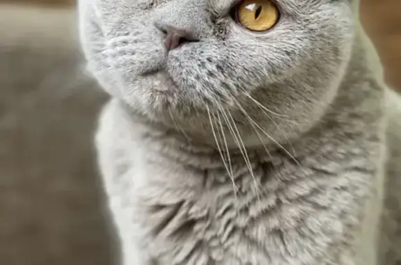 Кошки потеряшки, Заречье, фото: Потеряшка кот в снт Нива, вознаграждение