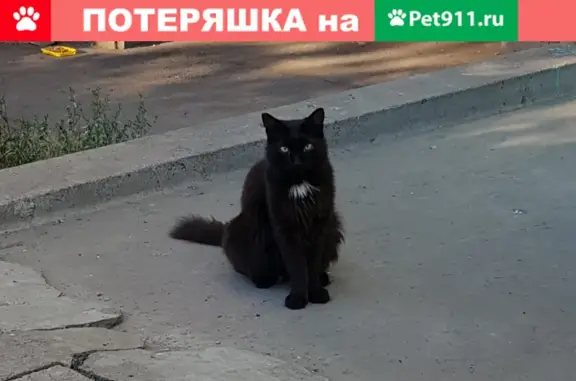Потерян черный котик с белым пятном на грудке, ул. Ленина, Омск