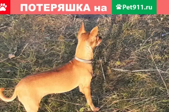 Пропала собака в Хадахане, Иркутская область