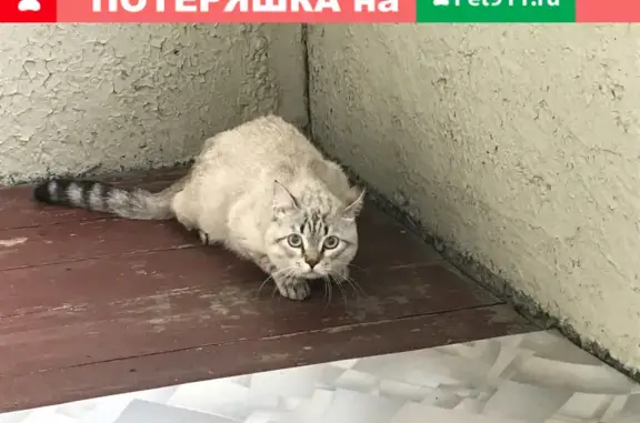 Найден домашний котик на ул. Интернационалистов в Томске